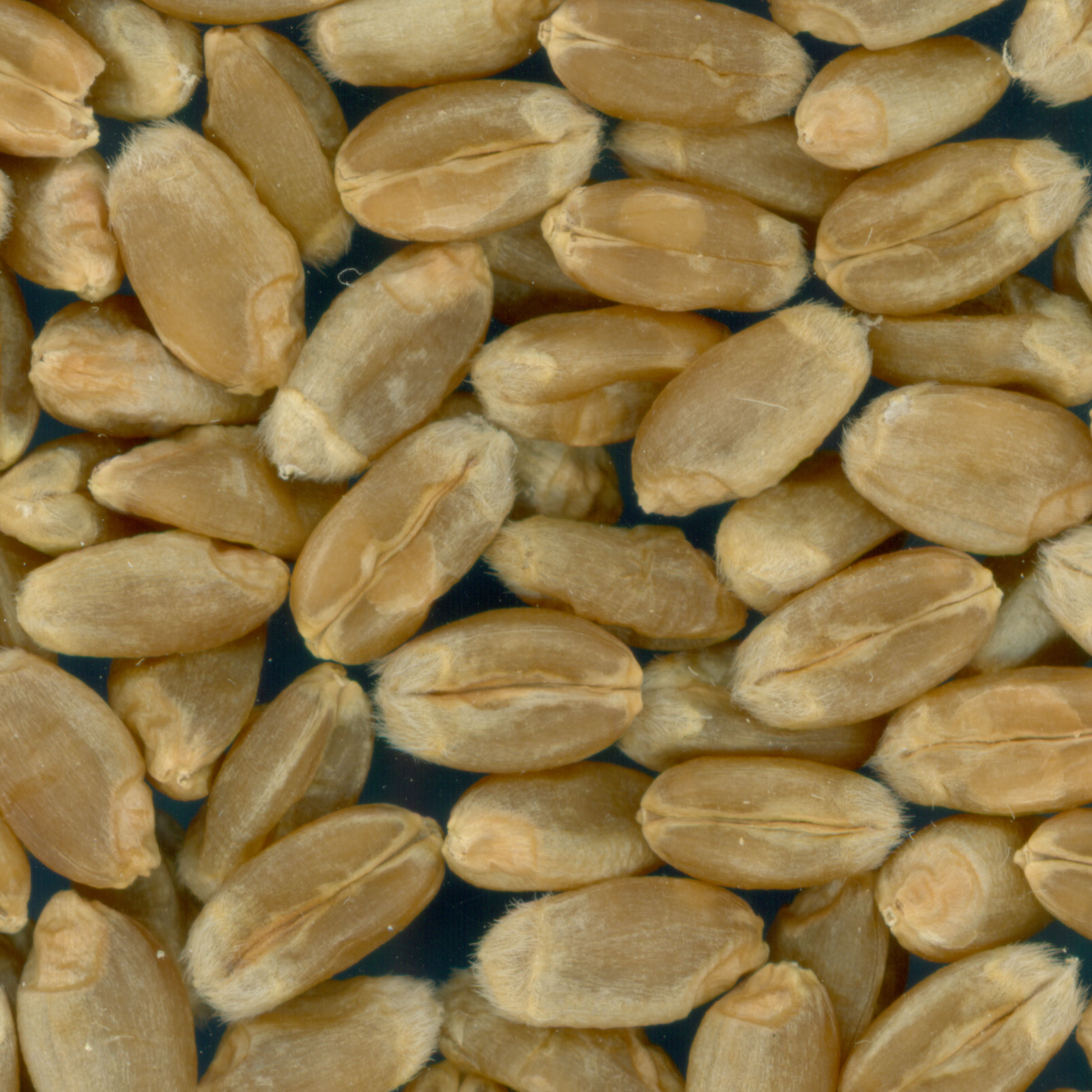 KERNELS